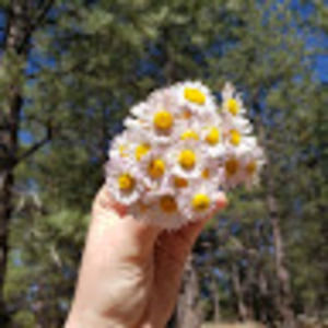 Meet your Posher, Ayla